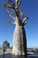 Drzewo butelkowe, zwane po tutejszemu Boab. Ten konkretny egzemplarz został przewieziony do Perth, gdy przez jego oryginalne miejsce zamieszkania została poprowadzona droga szybkiego ruchu. Przebył on 3200 km, ażeby wylądować w Kings Park w Perth.