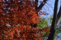 Kolory jesieni: Ładna kompozycja kolorów w ogrodach królewskich Gyeongbukgung w Seulu. Czy muszę wspominać, że listopad to jesienny okres na półkuli północnej? Spodziewamy się za to wiosny w Nowej Zelandii.