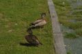 Pani kaczka i pan (młody) kaczor: Pani kaczka i pan (młody) kaczor. Wybraliśmy się nad jezioro Rotoiti, gdzie na plaży przywitały nas kaczki.