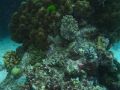 Fantastyczne formacje koralowe. Zdjęcia podwodne zazwyczaj pozbawione są koloru czerwonego, jako że woda najchętniej pochłania promieniowanie czerwone. Na pięciu metrach czerwonego światła jest tylko około 20%.